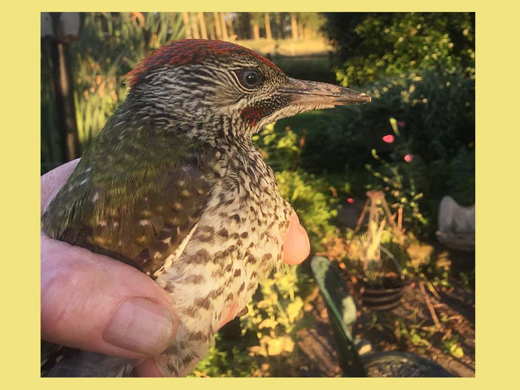 jonge specht na botsing