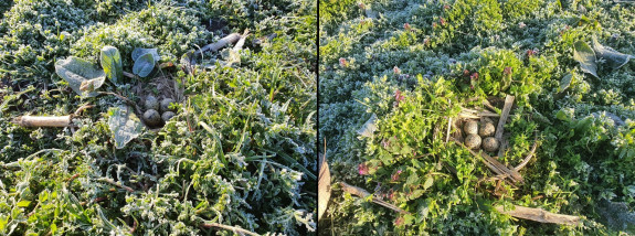 kievietsei beschermd 1