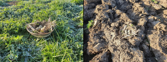 Kievitsnest beschermd 2