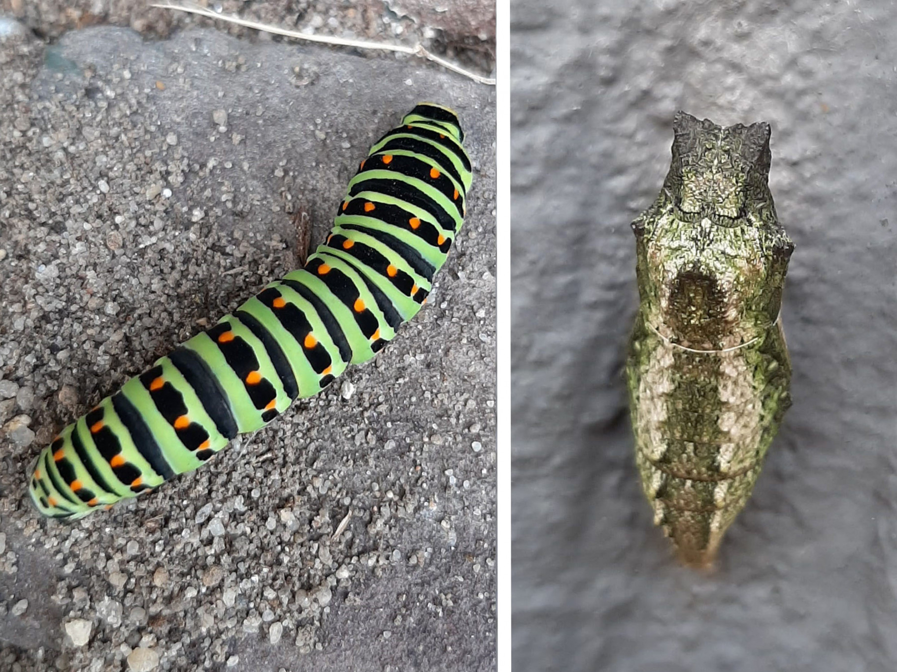 rups en pop koninginnenpage