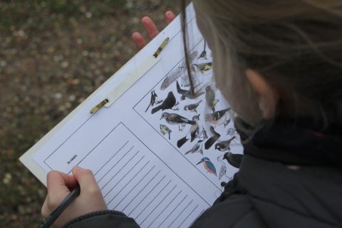 Vogels op naam brengen