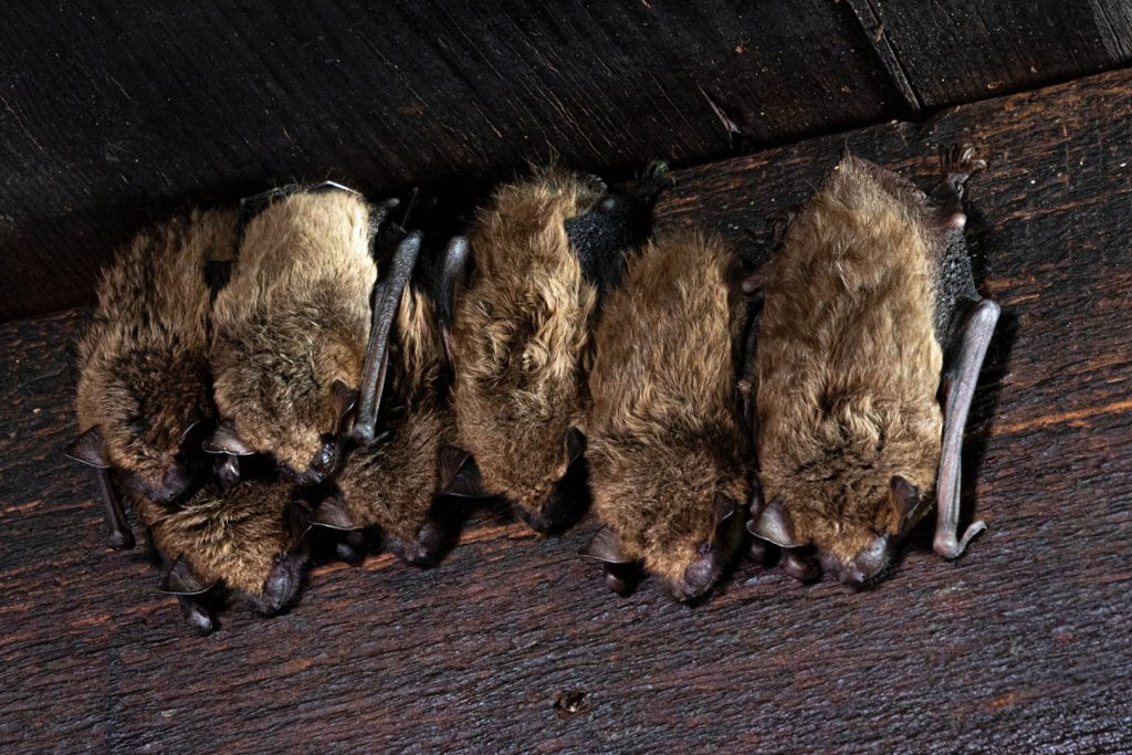 Nacht van de vleermuis Maas en Waal