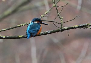 IJsvogel op een met mos begroeide tak in een natuurlijk, wazig achtergrond.