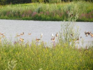 lepelaars en grauwe gans in Liendese Waard