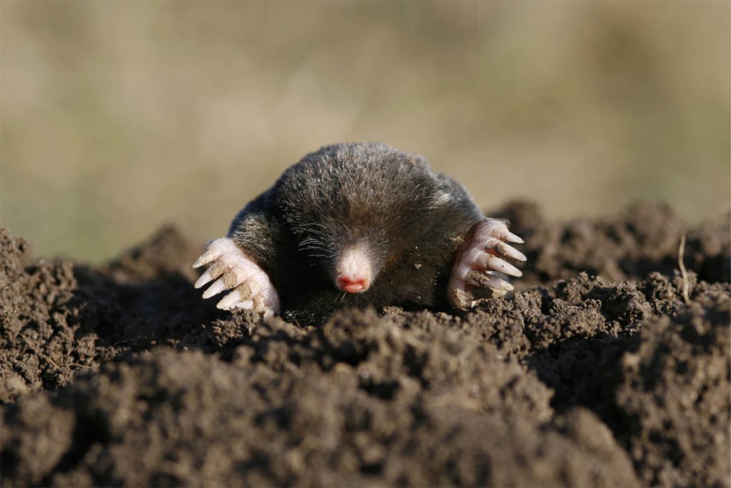 Mol boven grond 