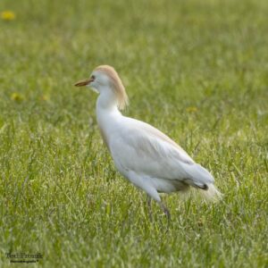 Koereiger