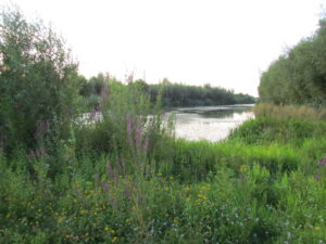 Liendense Waard diverse begroeiing