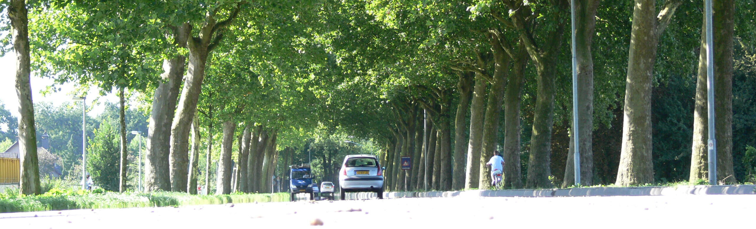 Bomen in het dorp