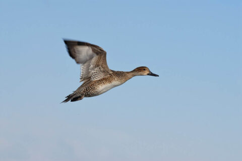 Eend in vlucht tegen een blauwe lucht.