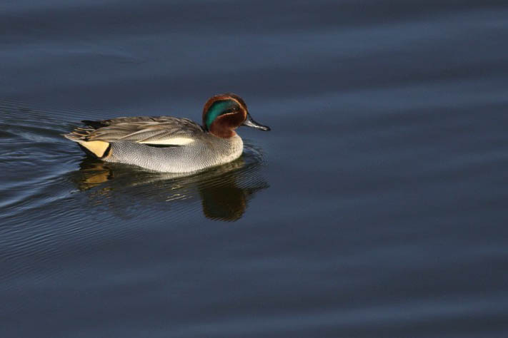 Wintertaling, Saxifraga-Peter Meininger