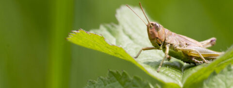 Sprinkhaan op een groen blad in de natuur, met onscherpe groene achtergrond.