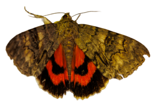 Mot met bruine camouflagevleugels en felrode ondervleugels met zwarte vlekken.