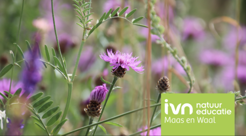 Paarse bloemen in een groene weide met IVN logo rechtsonder.