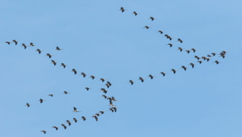 Een groep vogels vliegt in een V-formatie tegen een blauwe lucht.