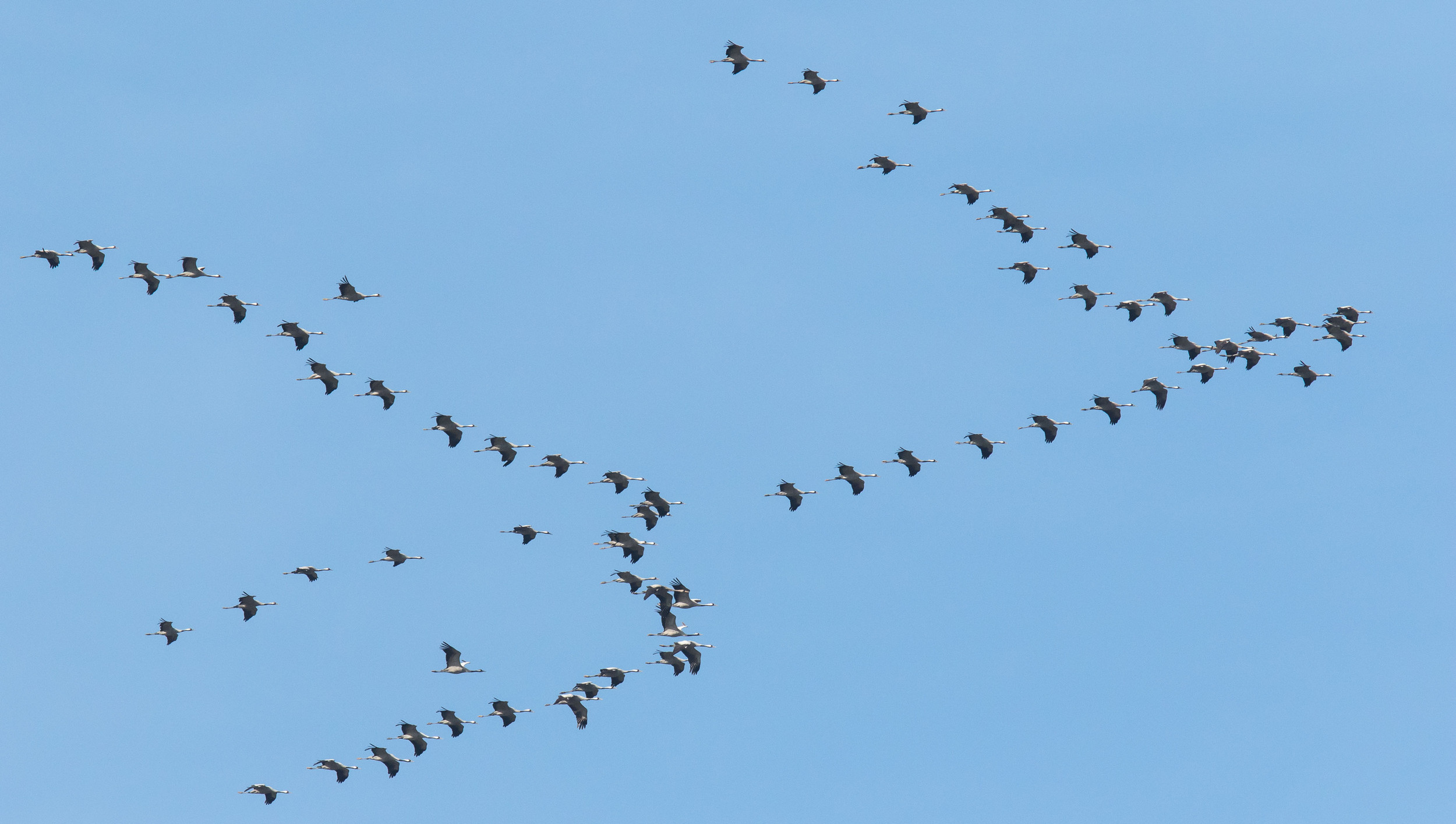 Een groep vogels vliegt in een V-formatie tegen een blauwe lucht.