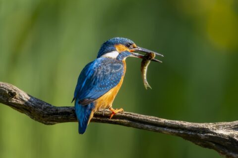 IJsvogel