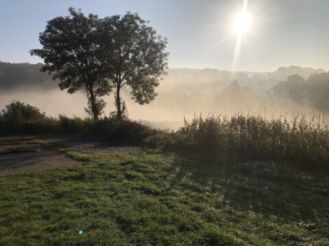 Twee silhouetbomen in mistige zonsopgang, zonnestralen en gras op de voorgrond.