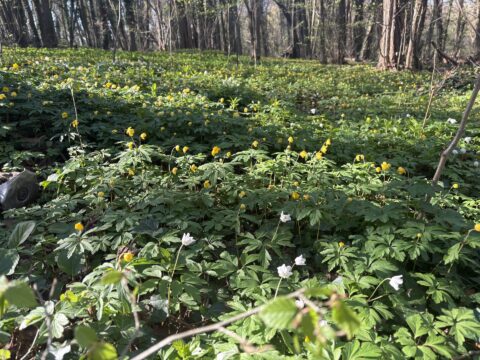 Bloemenveld met gele en witte bloemen onder bomen in een bosrijke omgeving.
