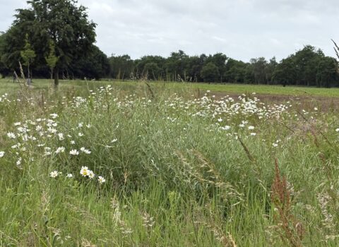 Wilde bloemen in een groene weide met bomen op de achtergrond.