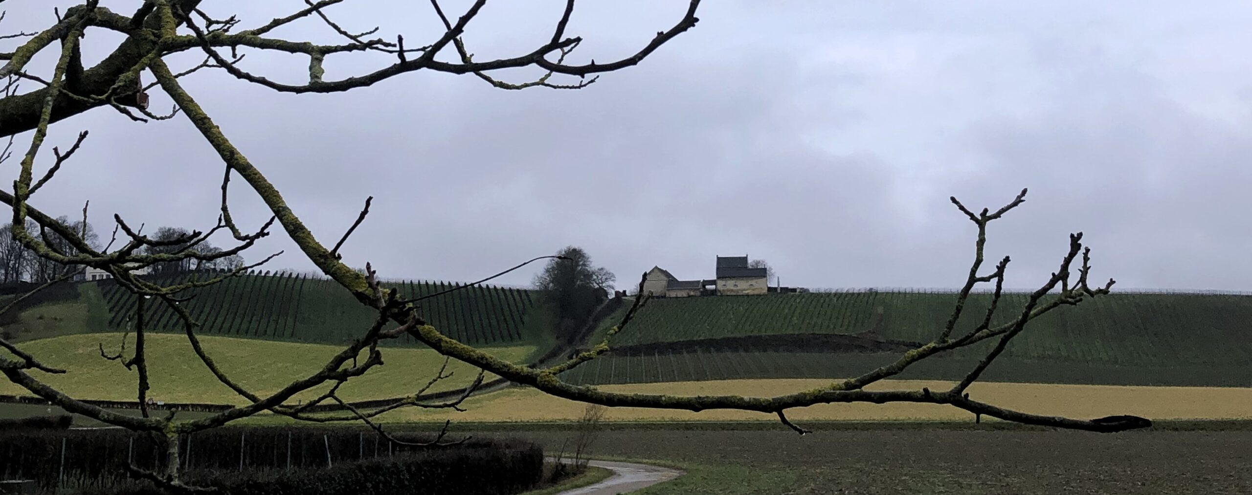 Landschap met kale boomtakken op de voorgrond en een boerderij op heuvel met wijngaarden op de achtergrond.
