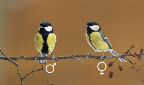 Twee koolmezen op een tak, een mannetje en een vrouwtje, symbooltjes onder hen.