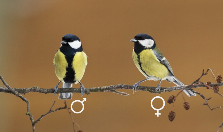 Twee koolmezen op een tak, een mannetje en een vrouwtje, symbooltjes onder hen.