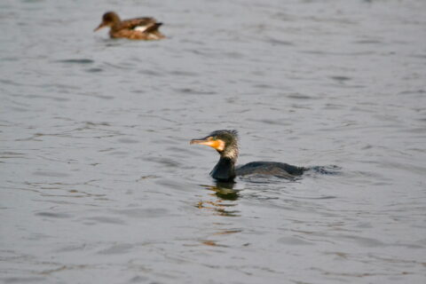 Twee vogels zwemmen in het water; een aalscholver op de voorgrond en een eend op de achtergrond.