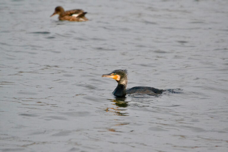 Twee vogels zwemmen in het water; een aalscholver op de voorgrond en een eend op de achtergrond.