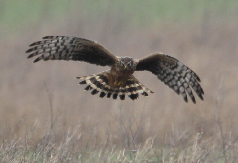 Een roofvogel met gespreide vleugels vliegt laag boven een droge grasvlakte.