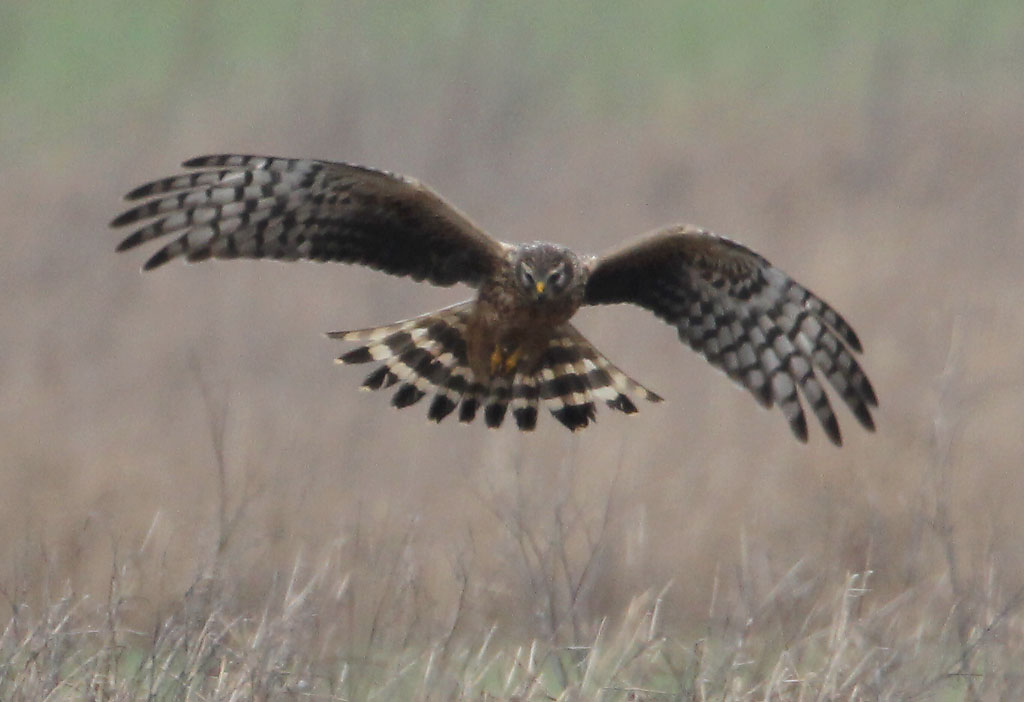 Een roofvogel met gespreide vleugels vliegt laag boven een droge grasvlakte.