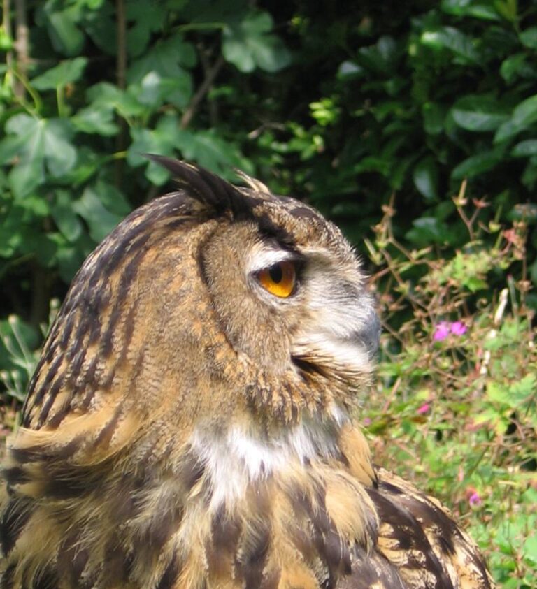 Uil kijkt naar rechts, met feloranje oog, tegen groene en bloeiende achtergrond.