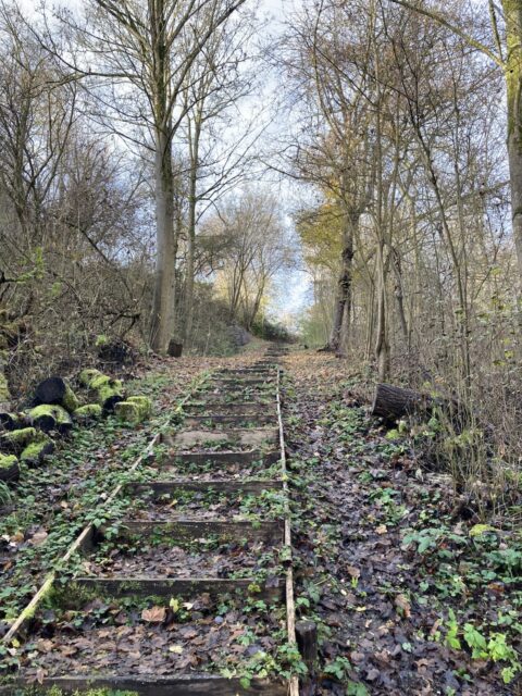 Bostraps met mos en bladeren, omringd door kale bomen onder een heldere lucht.