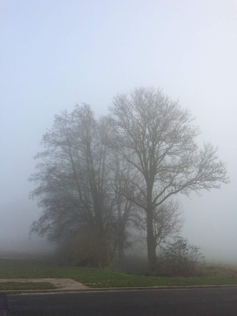 Bomen in een mistig landschap nabij een asfaltweg, omgeven door gras en kale takken.