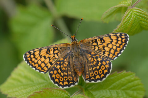 Oranje en bruine vlinder met uitgespreide vleugels zit op groene bladeren.