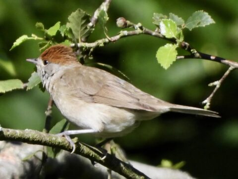 Een vogel met een bruine kop zit op een tak met groene bladeren.