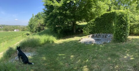 Hond zit in gras, kijkt uit over groen landschap met bomen en boerderij in de verte.