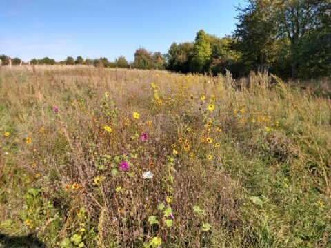 Bloemenveld met gele en paarse bloemen onder een blauwe hemel, omringd door bomen.