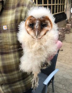 aankondiging ringen 25-5-2023