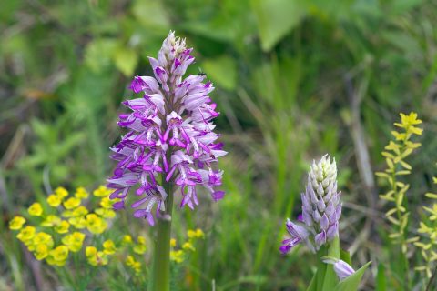 Paarse orchideeën en gele bloemen in een groene weide.