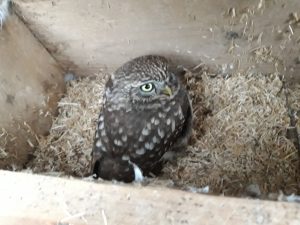 steenuiltje in nestkast