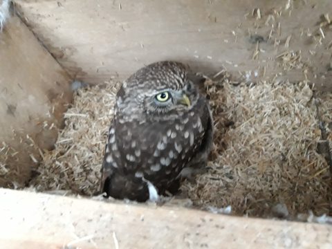 steenuiltje in nestkast