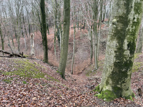 Boslandschap met kale bomen, bedekt met bladeren en mos, op een heuvelachtig terrein in de herfst.