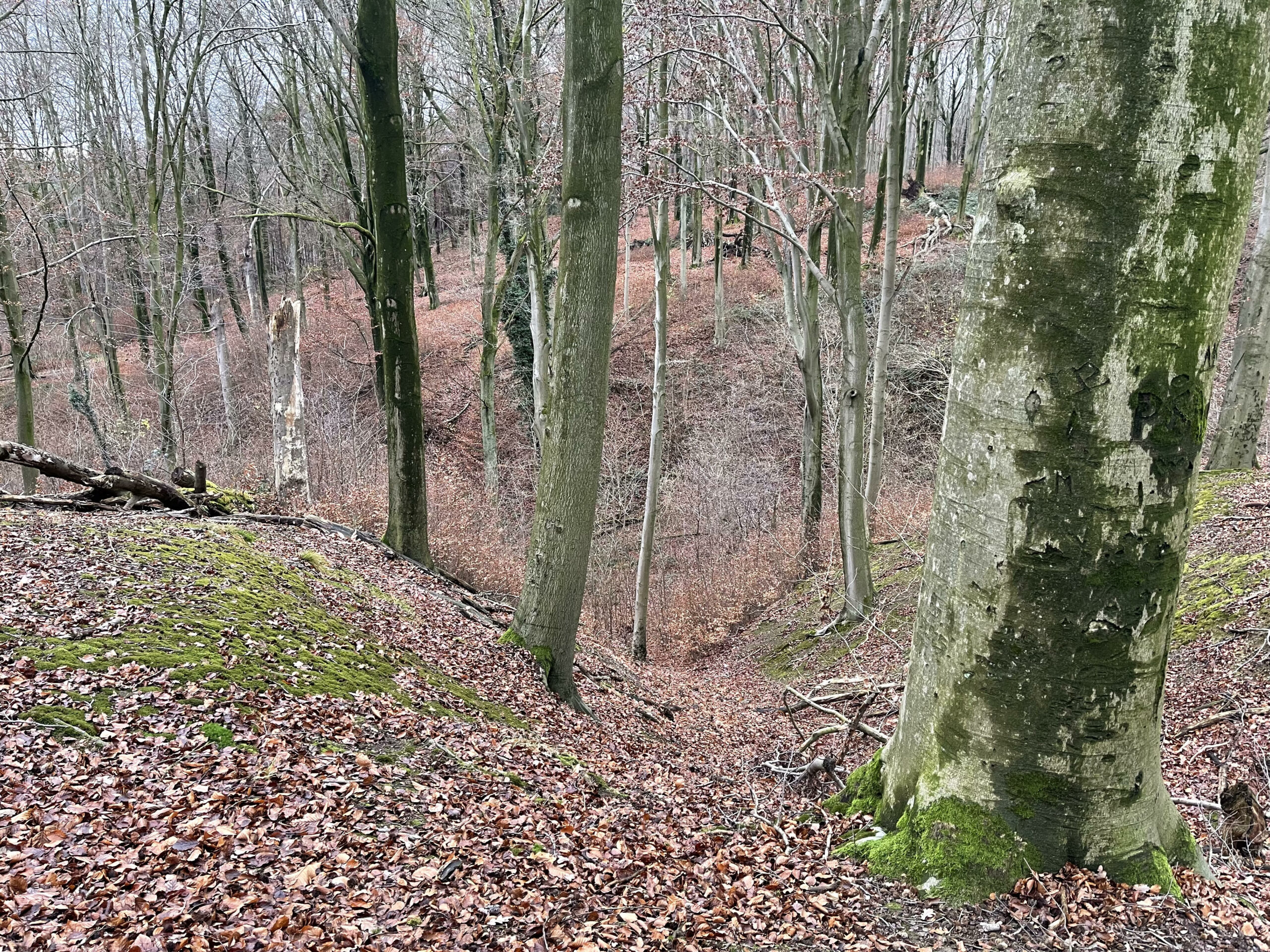 Boslandschap met kale bomen, bedekt met bladeren en mos, op een heuvelachtig terrein in de herfst.