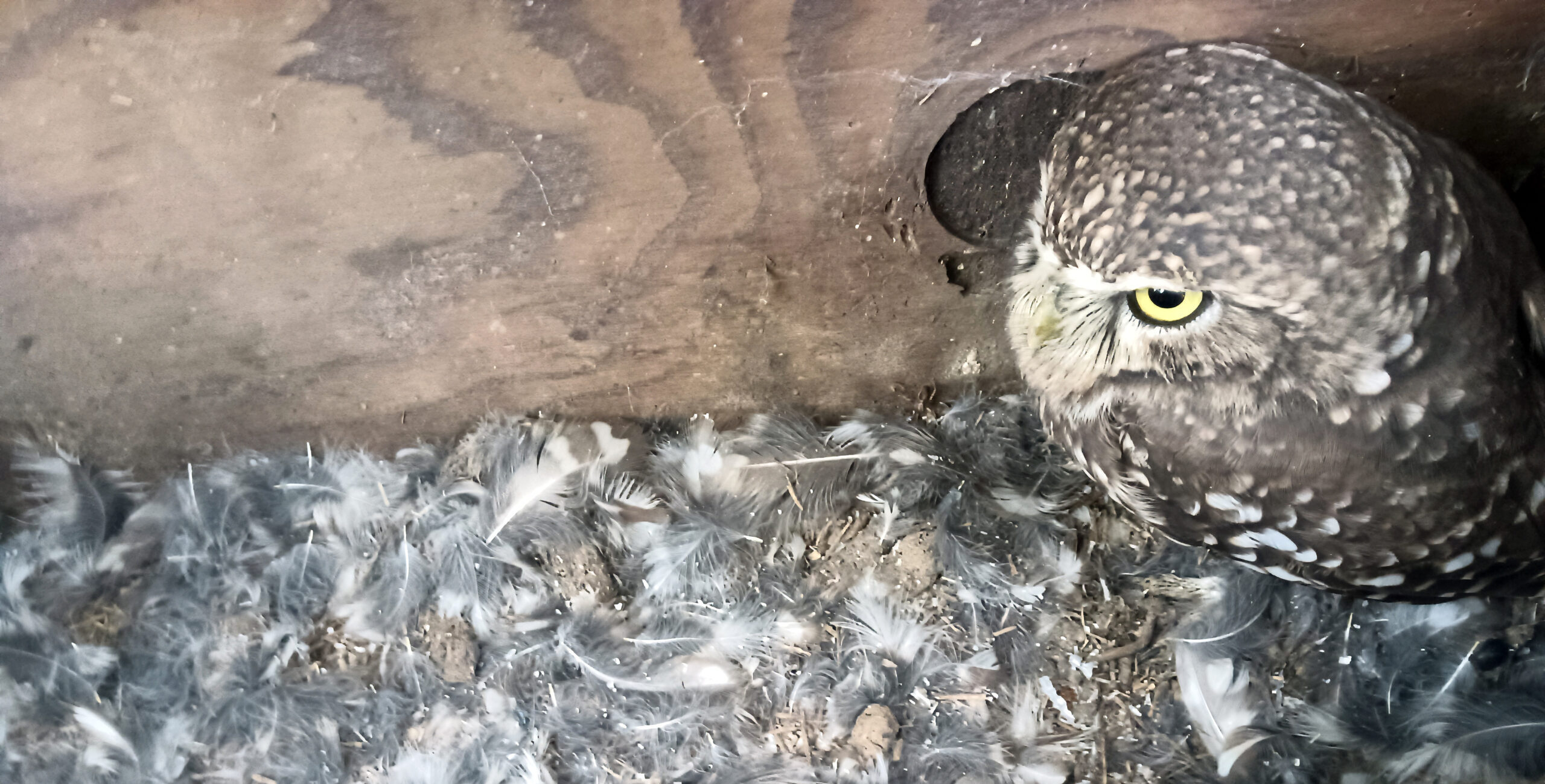Uil zit in een houten nestkast, omgeven door losse veren op de grond.