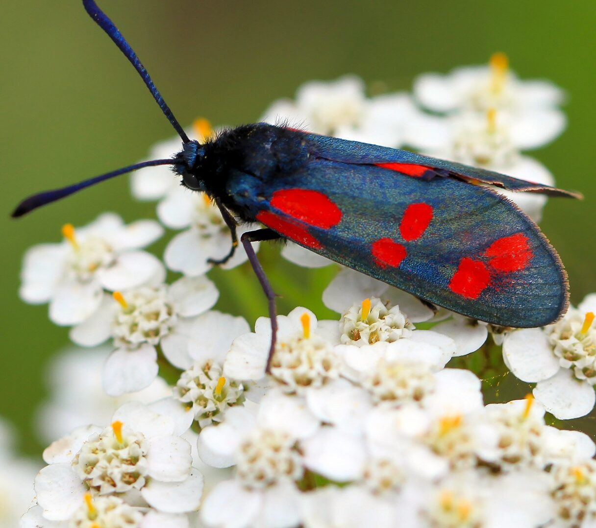 Machtige mot met blauwe en rode stippen op witte bloemen.