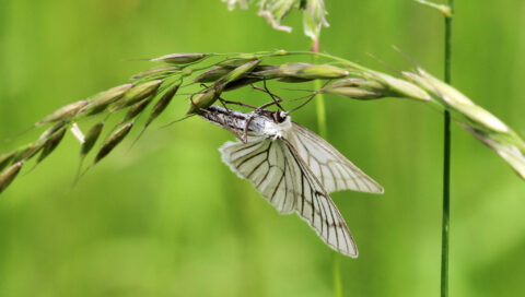 Witte vlinder met lijnen op delicate grasspriet tegen een groene achtergrond.