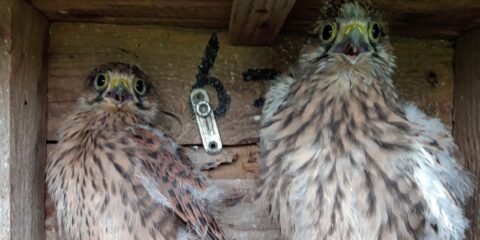 Twee jonge roofvogels in een houten nestkast, beide met wijd open ogen en snavels.