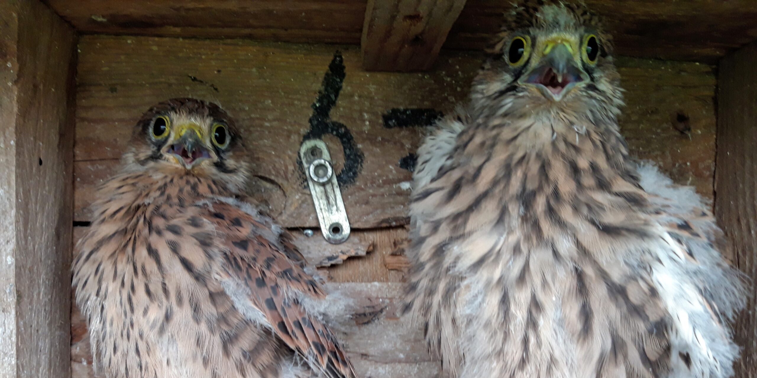 Twee jonge roofvogels in een houten nestkast, beide met wijd open ogen en snavels.