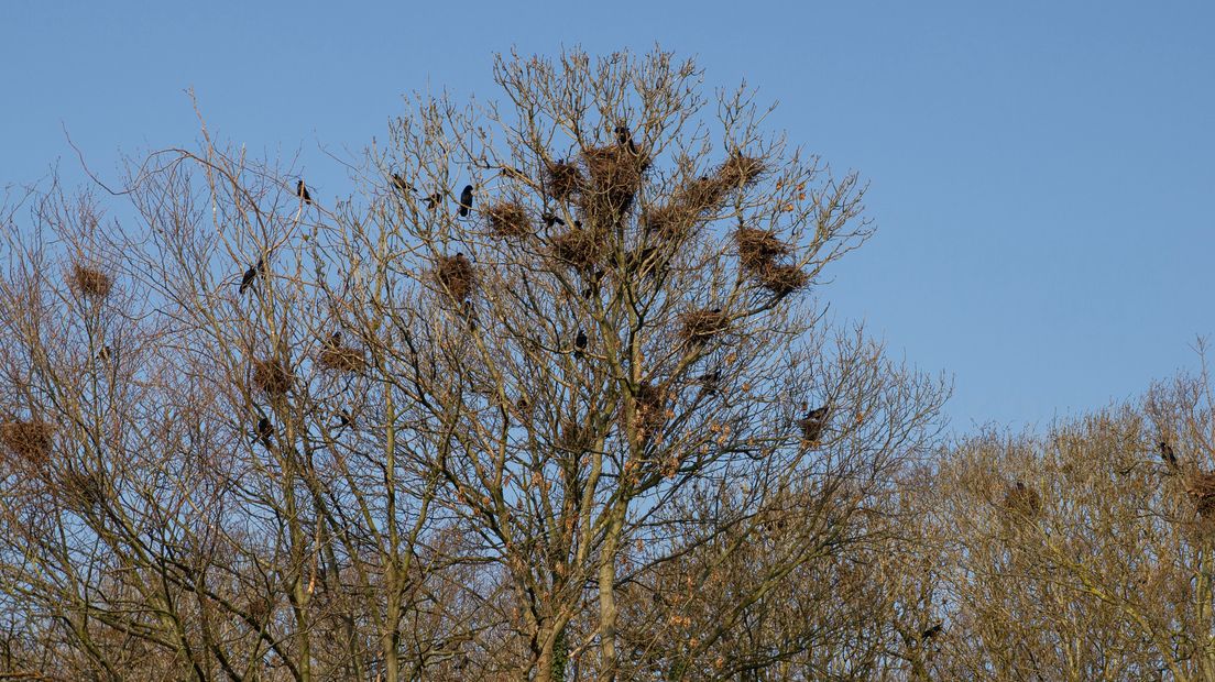 Kale boom met meerdere nesten en vogels tegen een heldere blauwe lucht.
