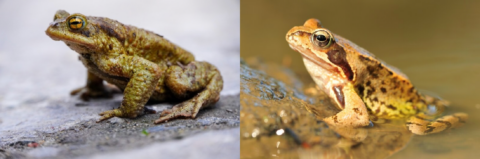 Twee amfibieën, een pad op een rotsachtige ondergrond en een kikker in het water.